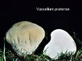 Vascellum pratense-amf1920-1